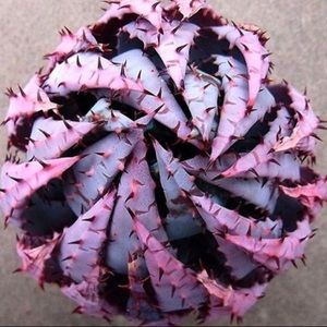 Meet your Posher, Izz